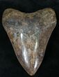 Coffee Colored, Megalodon Tooth - Georgia #21880-1